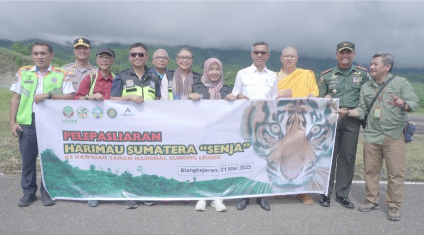 Agincourt Resources Lepasliarkan "Senja" Harimau Sumatra ke Taman Nasional