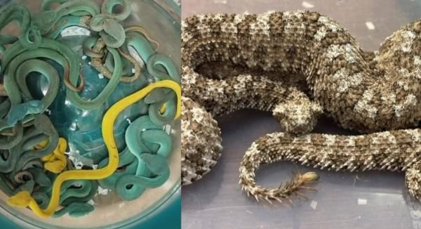 Bikin Merinding! Penumpang Bawa 16 Ular Hidup dalam Bagasi