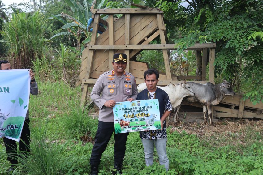 Polres Madina Kurbankan 24 Ekor Sapi dan 3 Kambing pada Idul Adha 1446 H