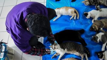 Sterilisasi 22 Ribu Kucing, Pramono Dorong Penambahan Puskeswan