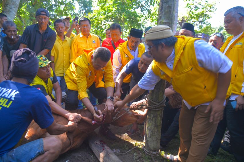 DPD Golkar Sumut Berkurban 110 Lembu dan 5 Kambing