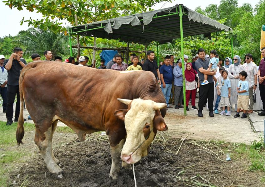 Gubernur Sumut Bobby Nasution Saksikan Penyembelihan Hewan Kurban di Kampung Nelayan