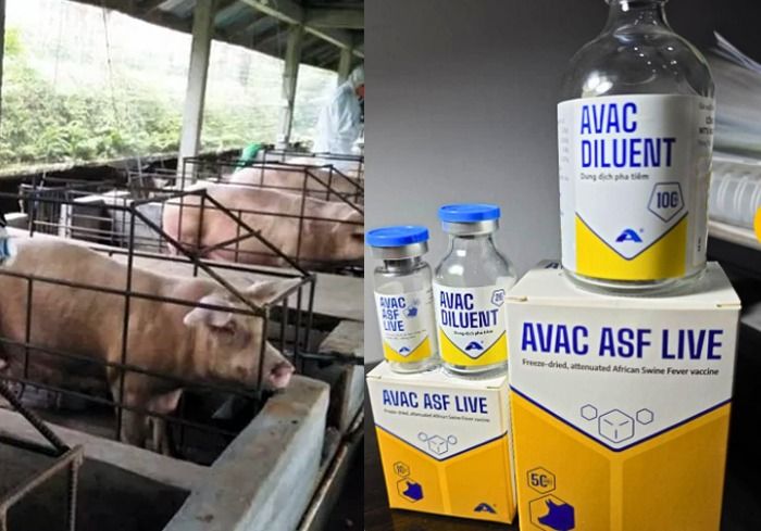 Kabar Gembira Bagi Peternak Babi, Vaksin Avac African Swine Fever Live Sudah Tersedia di Sumut