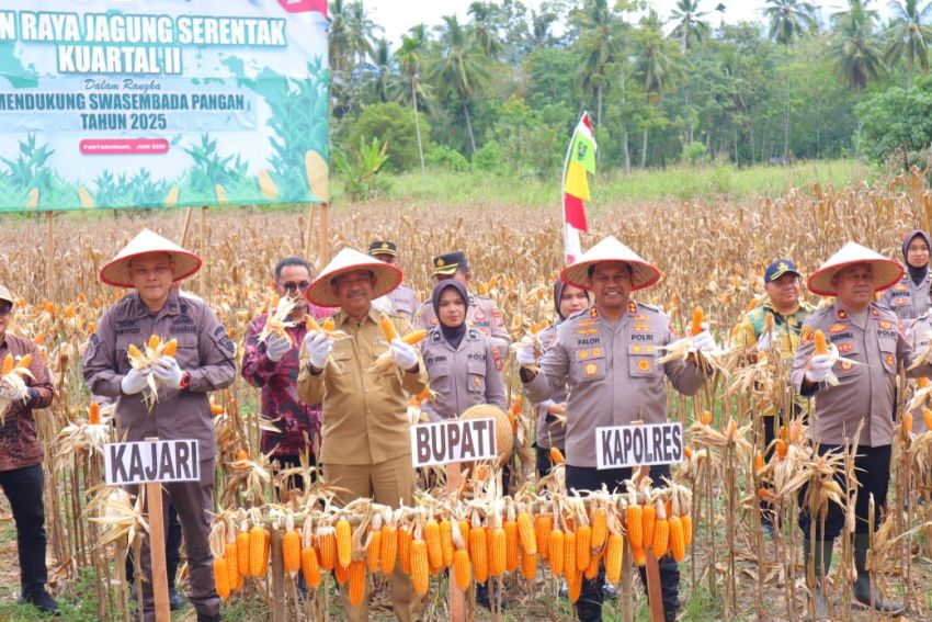 Sukseskan Swasembada Pangan, Polres Madina Panen Jagung Serentak