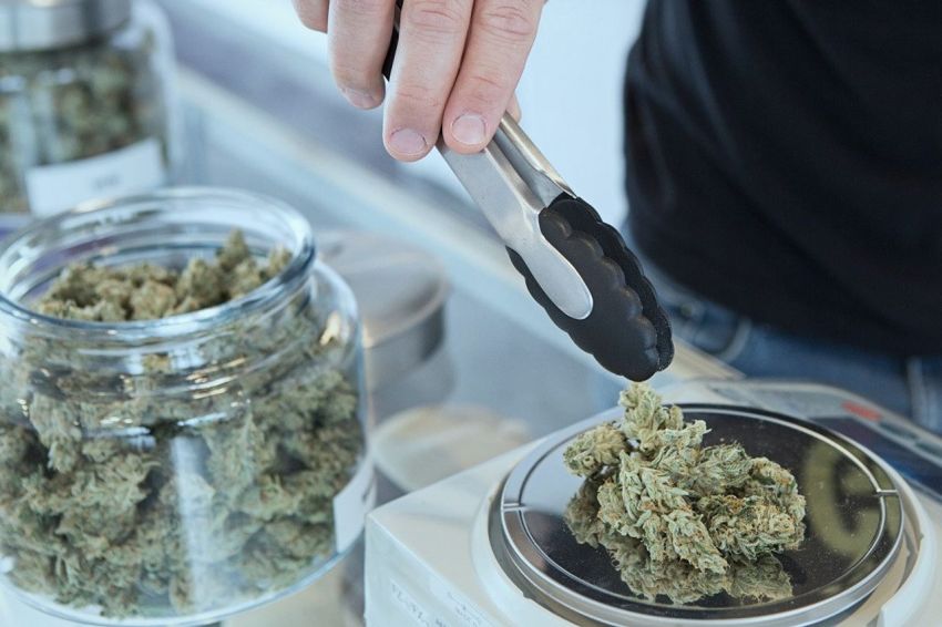 Thailand Bakal Cabut Legalitas Ganja, Industri Rp 16,2 T Terancam