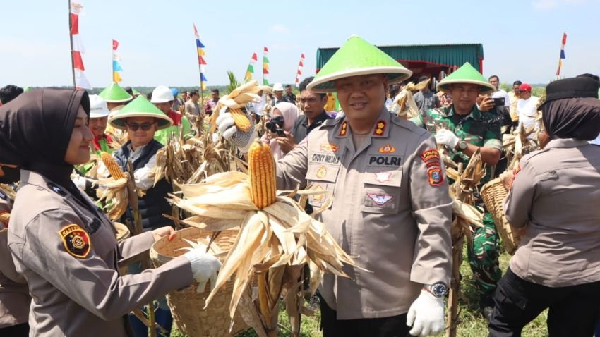 Dukung Swasembada Pangan Nasional, Polres Labuhanbatu Panen Raya Jagung di Labura
