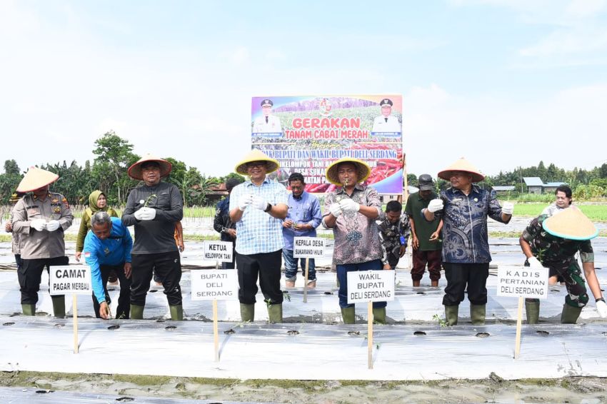 Bupati Deliserdang Buat Gerakan Tanam Cabai Merah Penguatan Ketahanan Pangan