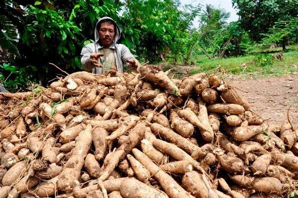 Harga Singkong Anjlok Dipicu Lemahnya Permintaan