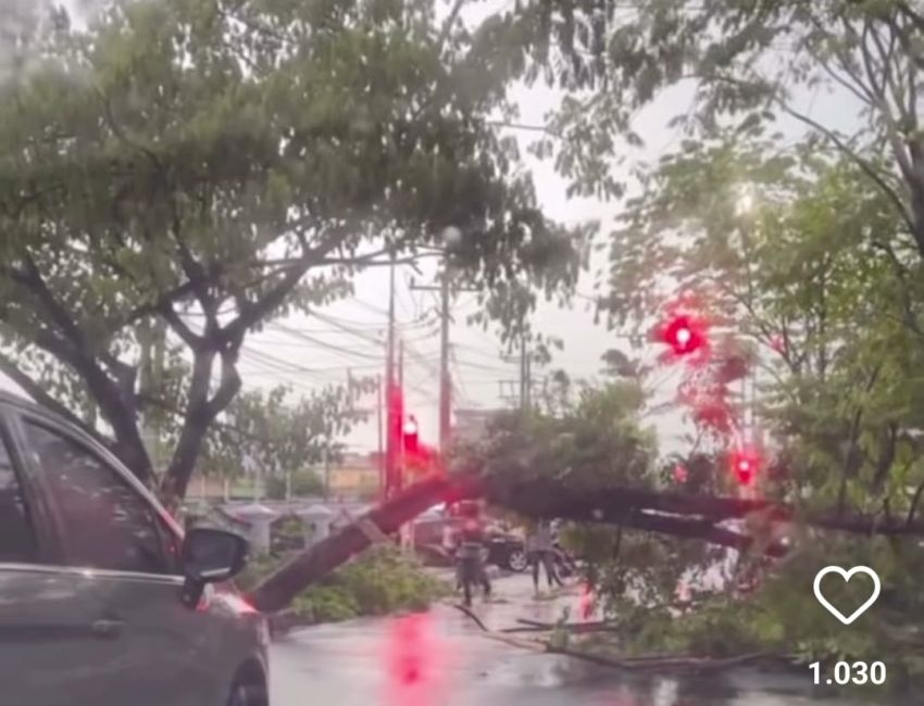 Hujan Deras, Pohon Tumbang di Jalan Setia Budi Medan