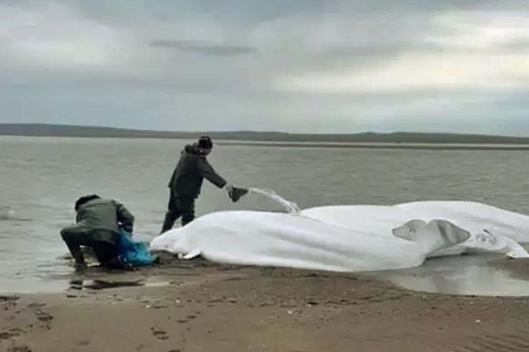 Viral Video Paus Beluga Jelang Gempa Kamchatka Ternyata Hoaks