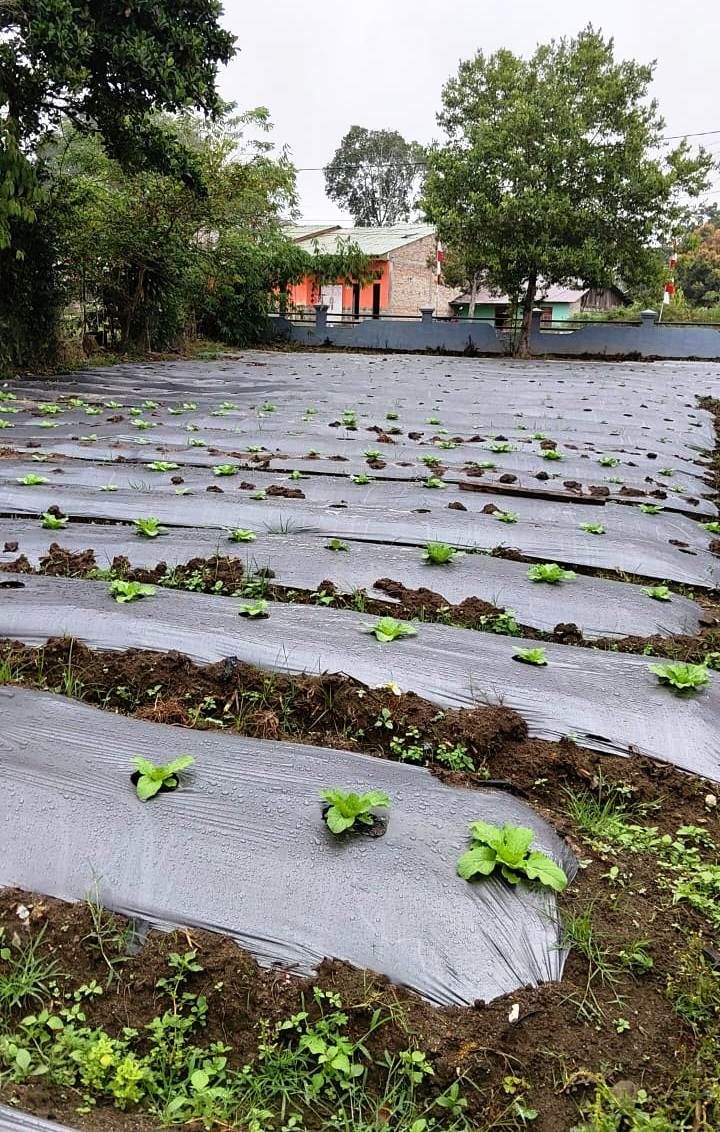 Berdayakan WBP, Karutan Sidikalang Programkan Ketapang Jenis Holtikultura