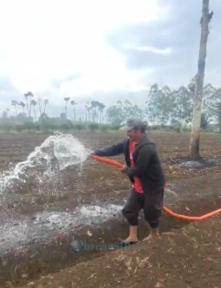Kemarau Panjang di Karo, Petani Bercocok Tanam dengan Siram Manual