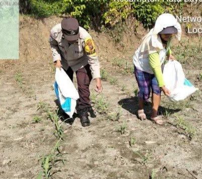 Polsek Tanah Jawa Dukung Ketahanan Pangan Nasional
