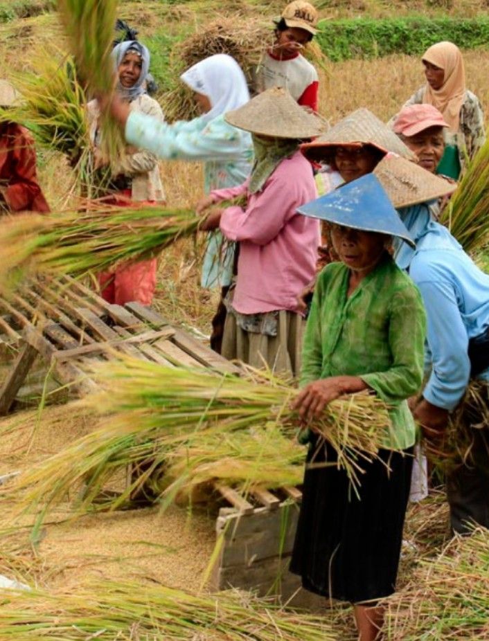 Kesejahteraan Petani Sumut Belum Pulih, Waspadai Ancaman Inflasi Besar