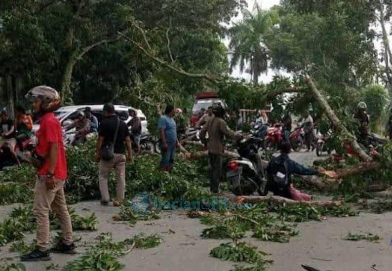 Pohon Tumbang Timpa Tiga Pengendara di Stabat, Korban Dilarikan ke RS