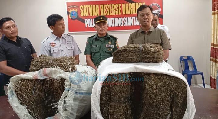 Kodim 0207/Simalungun Amankan 47 Kg Lebih Ganja Kering di Area Kampus USI