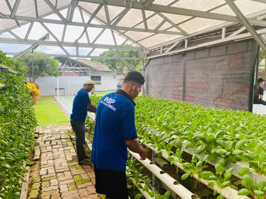 Lapas Sibolga Terapkan Teknologi Hidroponik : Solusi Keterbatasan Lahan