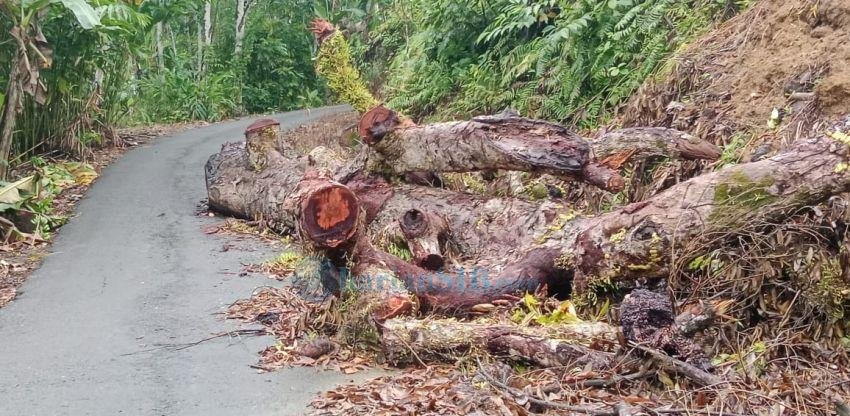 Jalur Terhalang Batang Pohon, Akses Jalan Sihareo Nias Terganggu