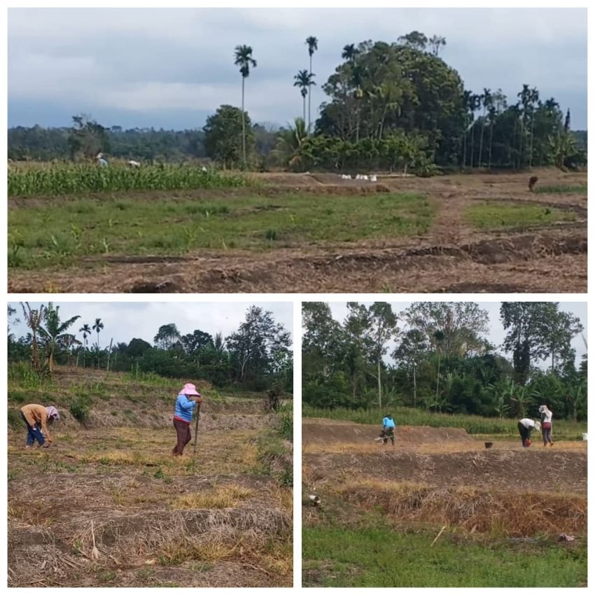 Kemarau Panjang, Petani Jagung di Nagori Nauli Baru Menjerit