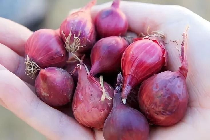 Harga Bawang Merah Naik Tajam, Sumut Punya Masalah dalam Budidaya