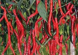 Harga Cabai Merah Mahal,Petani Rencana Ganti ke Tanaman Bawang Merah