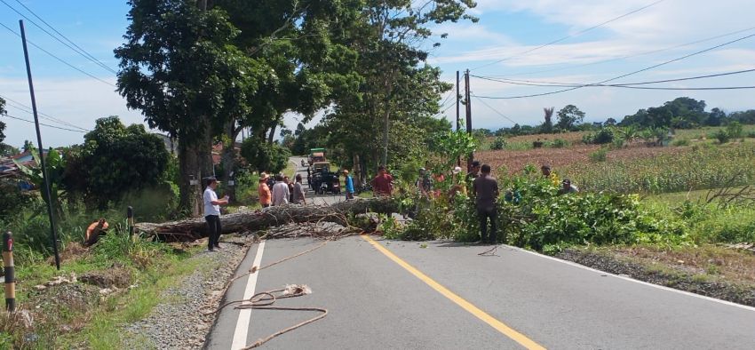 Pohon Mahoni di Tepi Jalinsum Parapat Yang Berlobang Akhinya Ditebang.