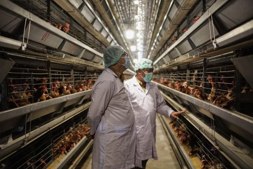 Peternakan Ayam Petelur Berteknologi Modern Hadir di Sumatera Utara