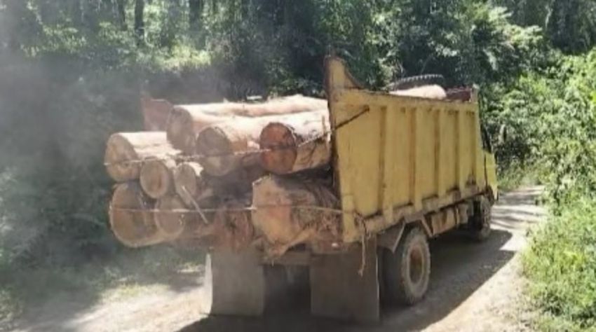 Kayu Gelondongan Berserakan di Simonis dan Sibito, Ketua DPRD Labura Diminta Selamatkan Hutan di Lereng Bukit Barisan