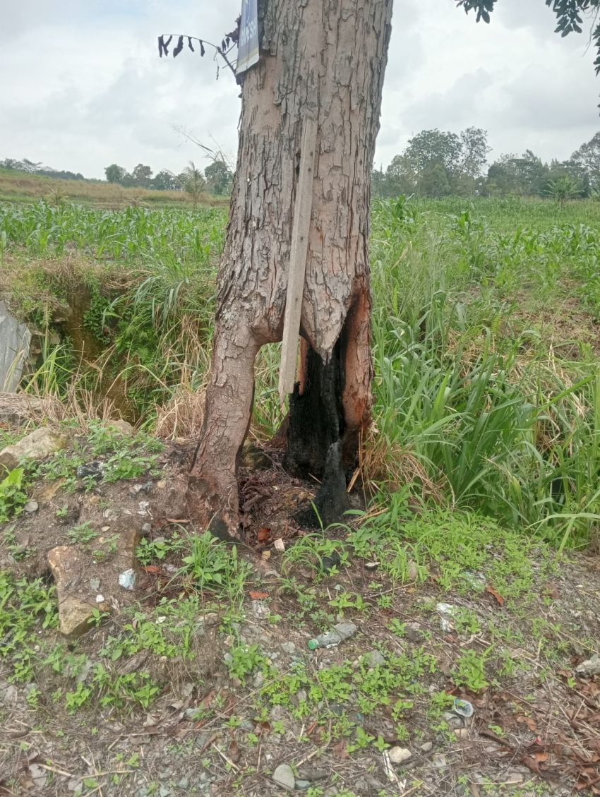 Pohon Mahoni di Tepi Jalinsum Parapat Wilayah Tigadolok Berlubang