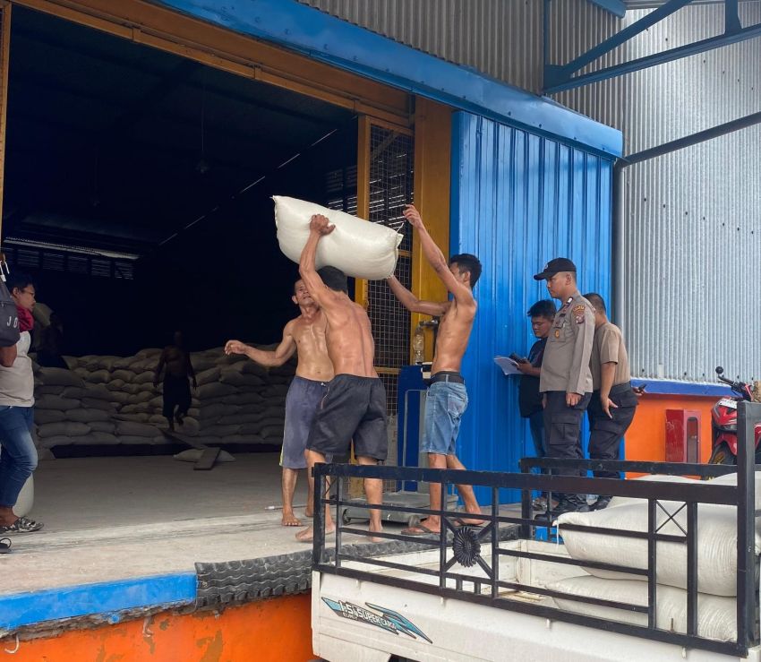 Program Ketahanan Pangan, Polres Belawan Panen 2 Ton Jagung di Hamparan Perak