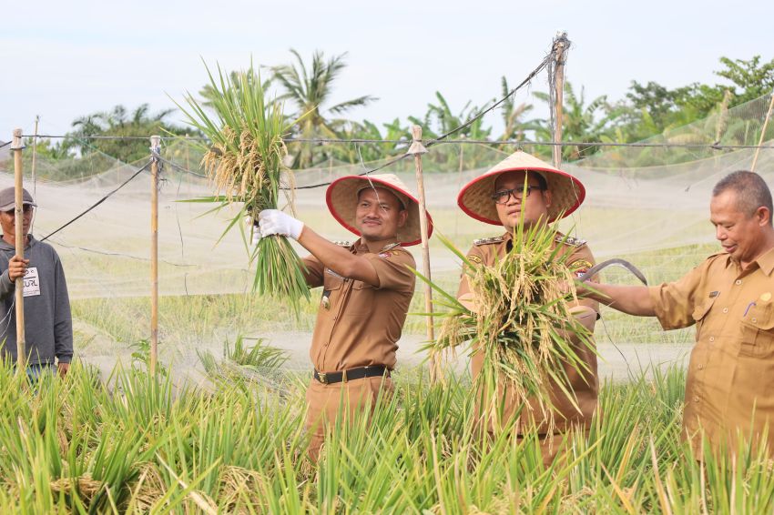 Wali Kota dan Wakil Wali Kota Panen Padi Bersama Kelompok Tani di Sijambi