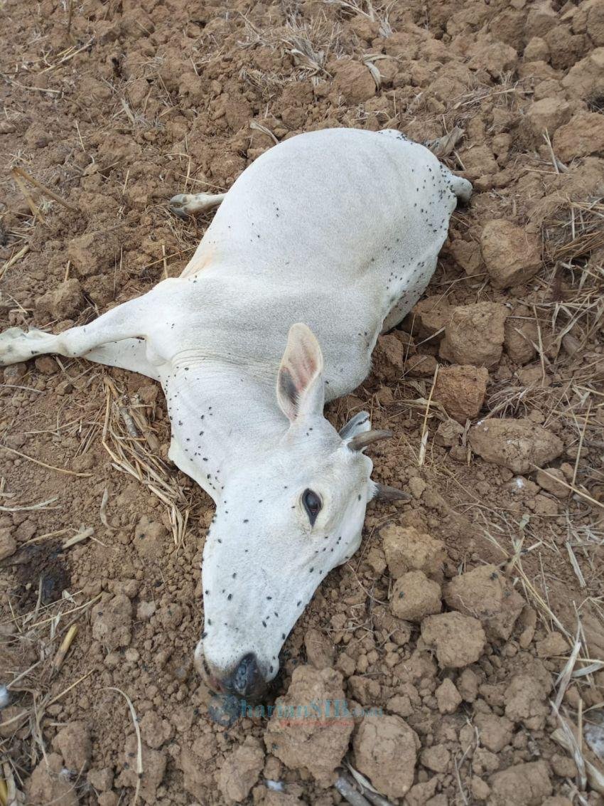 Ratusan Ternak Lembu dan Kerbau Mati Diracun di Mbal-mbal Nodi Karo