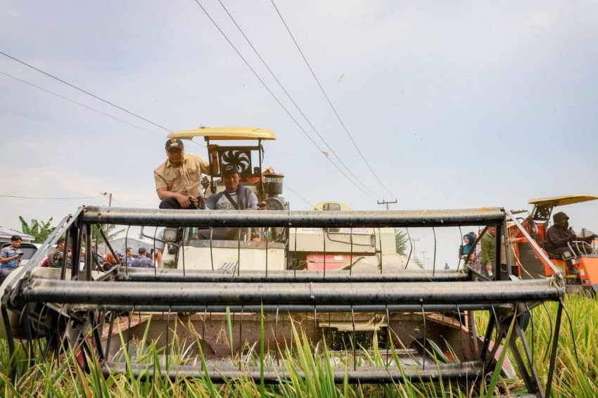 Panen Raya, Bupati Deliserdang: Pastikan Pasokan Beras Cukupi Kebutuhan Masyarakat