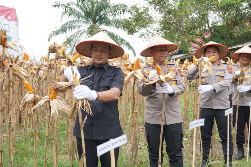 Wali Kota dan Kapolres Tebingtinggi Panen Jagung Serentak