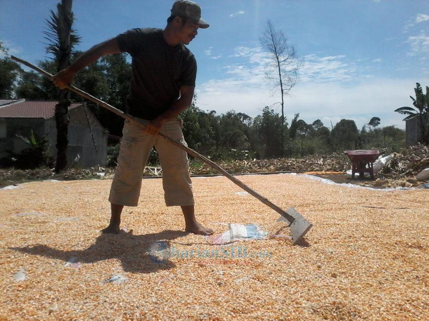 Harga Jagung Naik Lagi di Simalungun