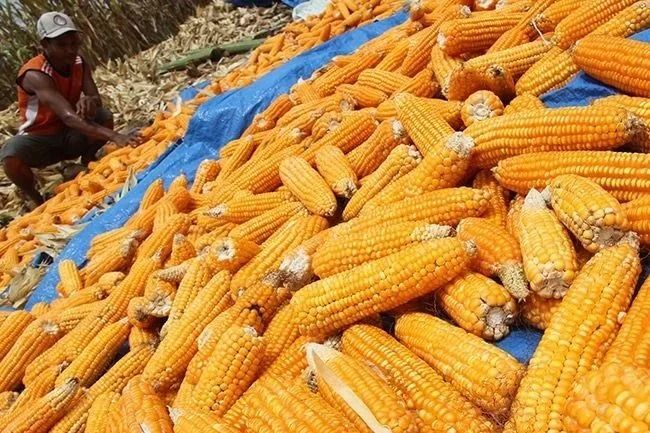 Sumut Surplus Jagung 63 Ribu Ton, Dukung Program Swasembada dan MBG