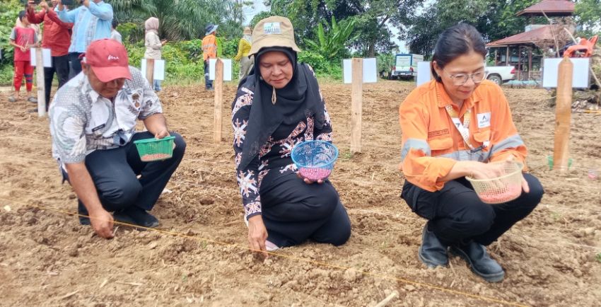 Wujudkan Program Ketapang, PT AR Tanam Jagung di Lahan 20 Hektare di Batang Toru