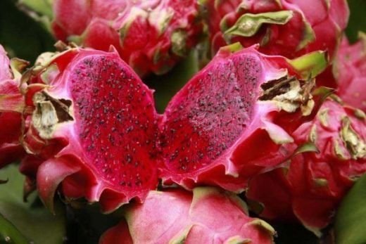 Produksi Buah Naga Merah di Sumut Naik 510 Persen, Laris di Pasaran