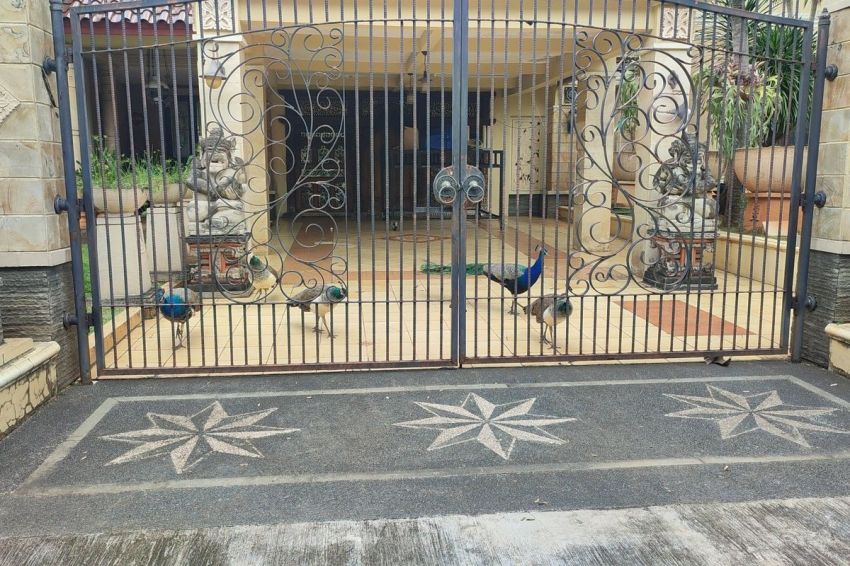 Burung Merak yang Berkeliaran di Duren Sawit Milik Bambang Soesatyo