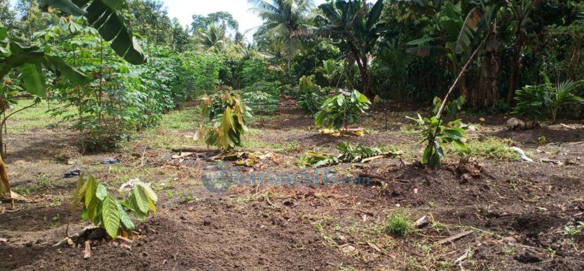 Petani di Nagori Pinangratus Mulai Kembangkan Tanaman Kakao