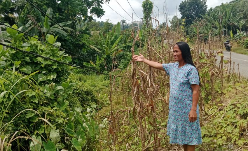 Tujuh Tahun Dibiarkan, Kabel Listrik Menjuntai di Nias Ancam Keselamatan Warga