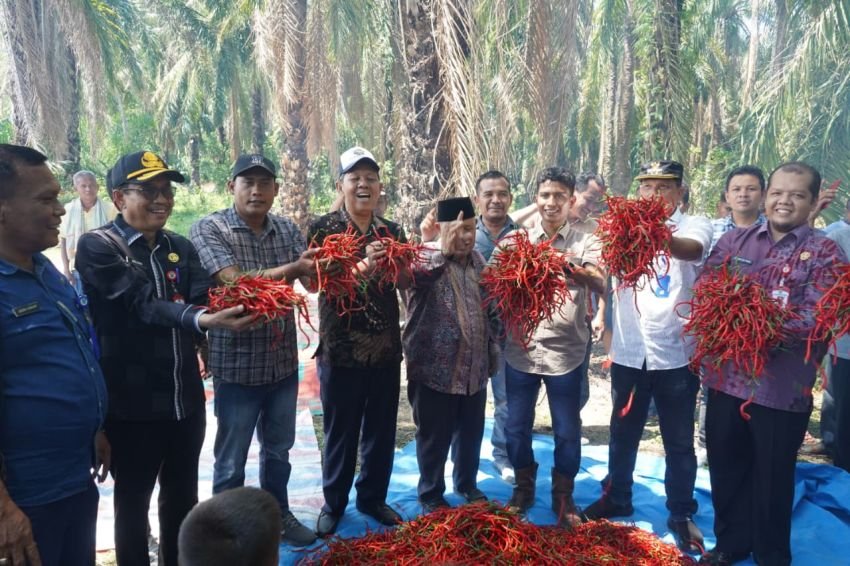 Wabup Paluta Hadiri Panen Perdana Cabai Merah di Desa Aek Siala