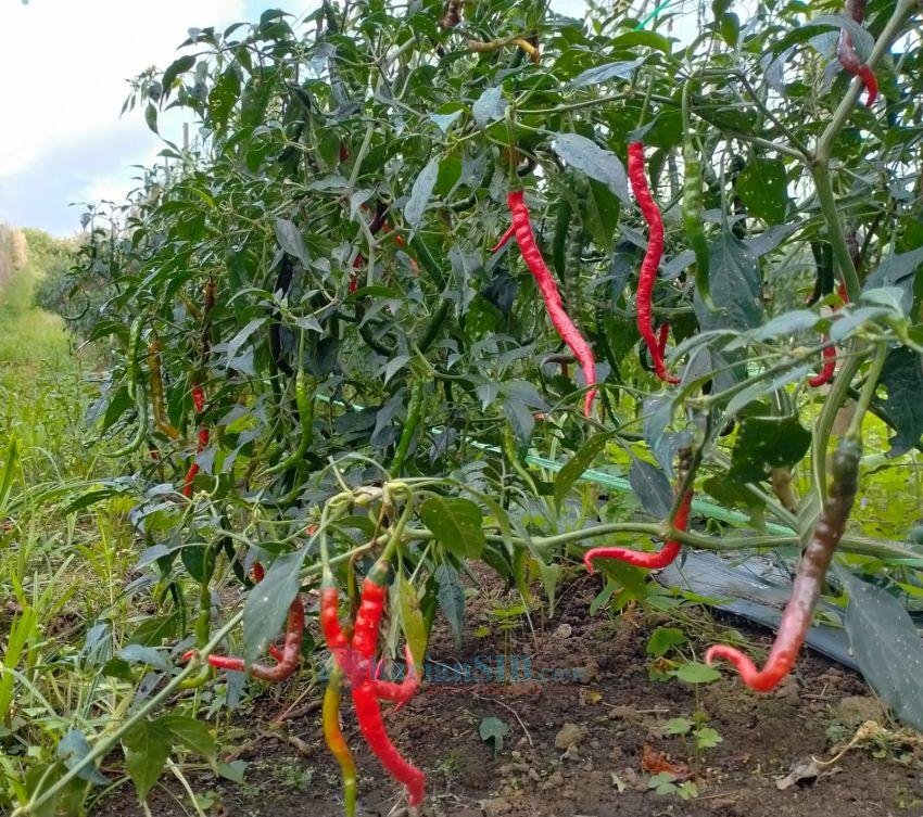Petani Silimakuta Semangat Produksi, Harga Cabai Tembus Rp 85 Ribu