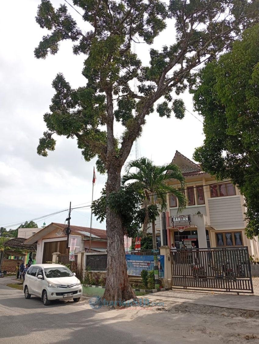 Warga Bantan Resah, Pohon Besar di Jalan Seram Bawah Tak Kunjung Ditebang