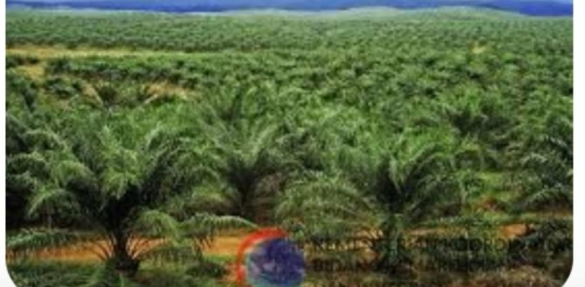 DBH Sawit Langkat Turun Separuh, Pembangunan Jalan Terancam Tertunda