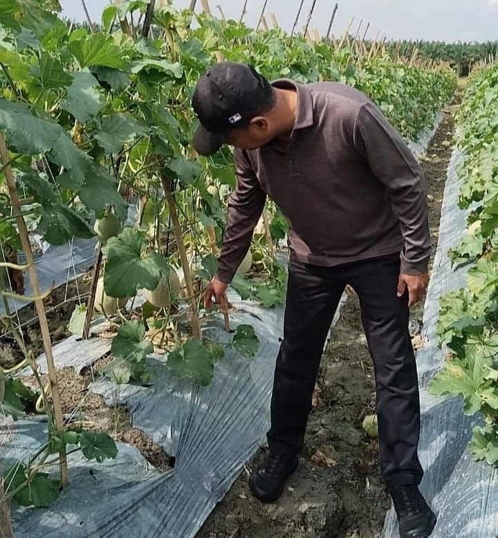 Program MBG Tingkatkan Pendapatan Petani di Sergai