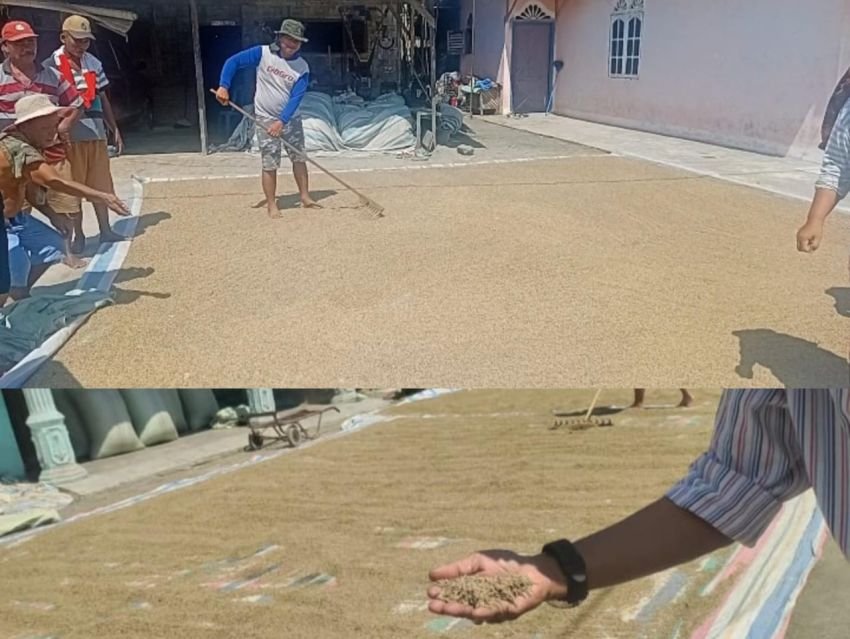 Terendam Banjir Padi Petani Desa Pon Sergai Menghitam, Bulog dan Kilang Padi Tolak Beli