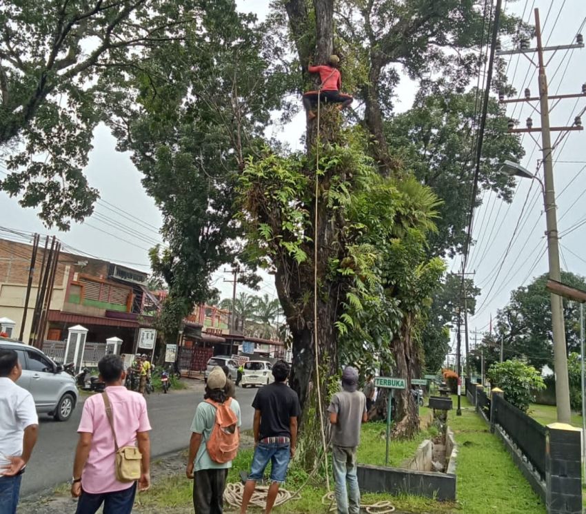 Antisipasi Cuaca Ekstrem, Forkopimcam Siantar Lakukan Pemangkasan Pohon di Jalur Vital Jalan Asahan
