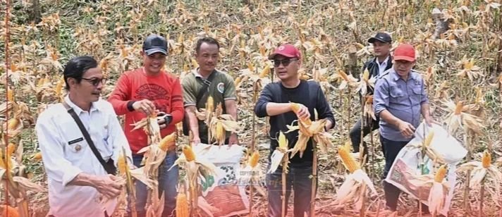Panen Perdana Jagung di Desa Sisaratandrawa, Bupati Nias Apresiasi Keberhasilan Program Ketahanan Pangan