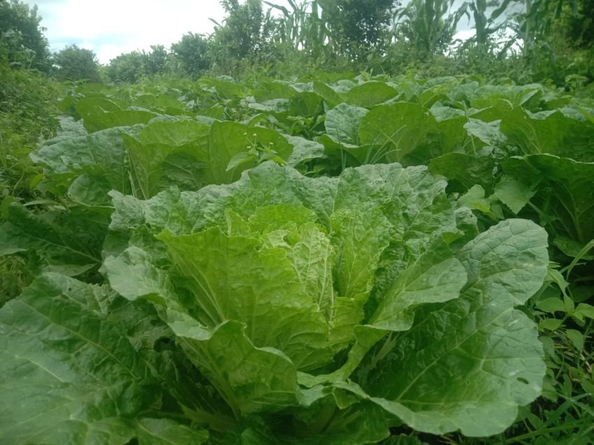 Harga Sayur Putih Anjlok di Saribudolok, Petani Merugi dan Minta Pemerintah Turun Tangan